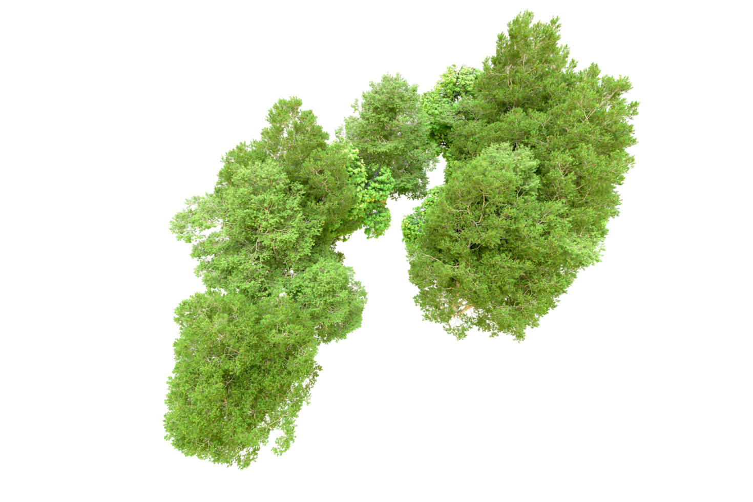 Green forest isolated on background. 3d rendering - illustration png