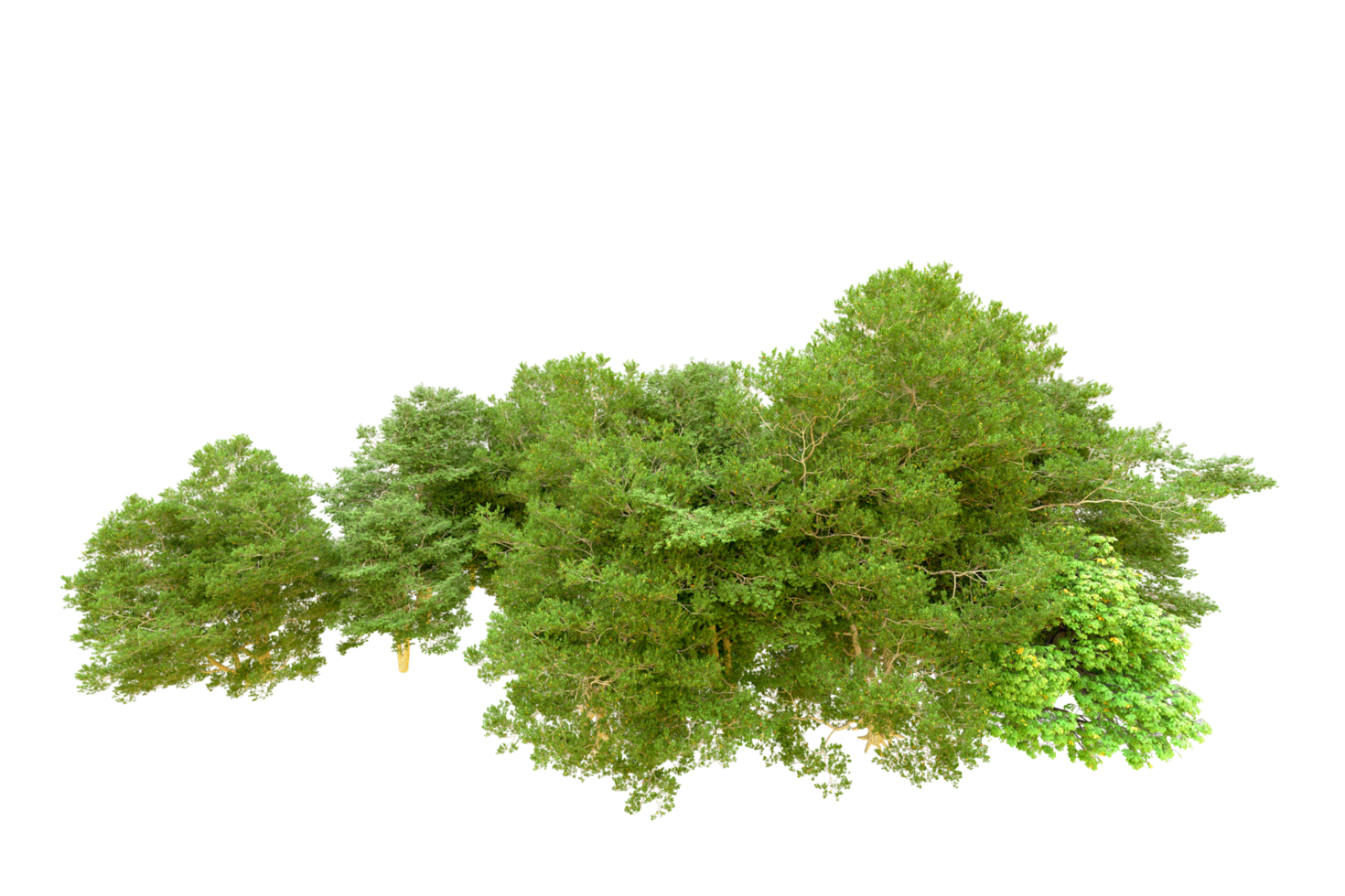Green forest isolated on background. 3d rendering - illustration png