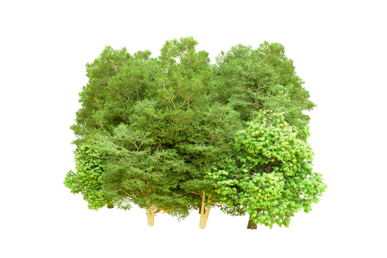 Green forest isolated on background. 3d rendering - illustration png