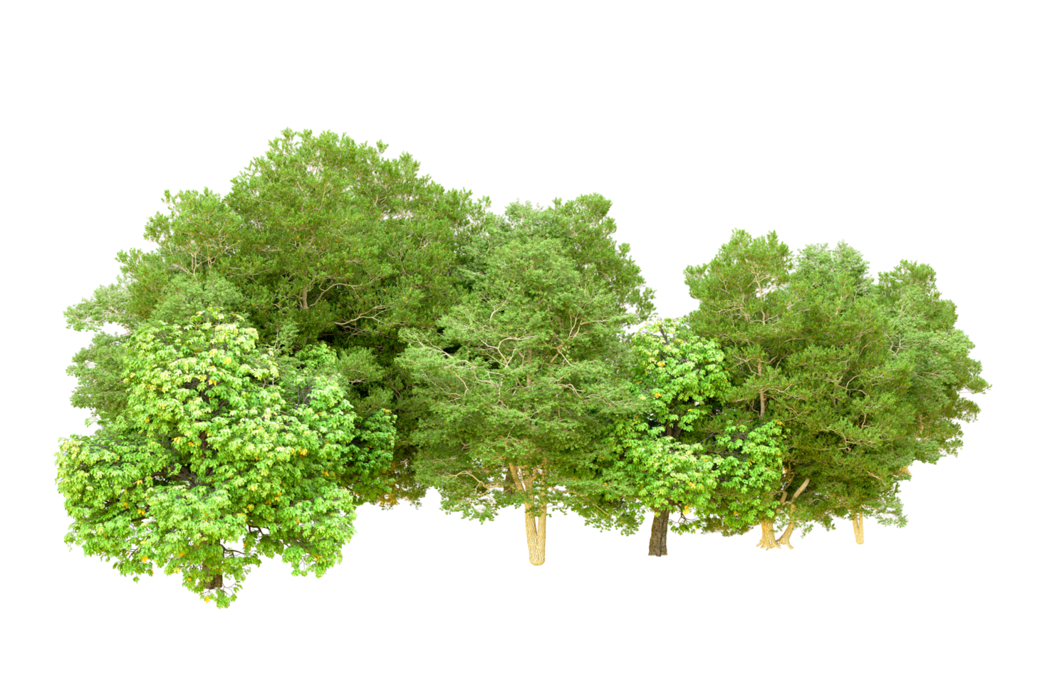 Green forest isolated on background. 3d rendering - illustration png
