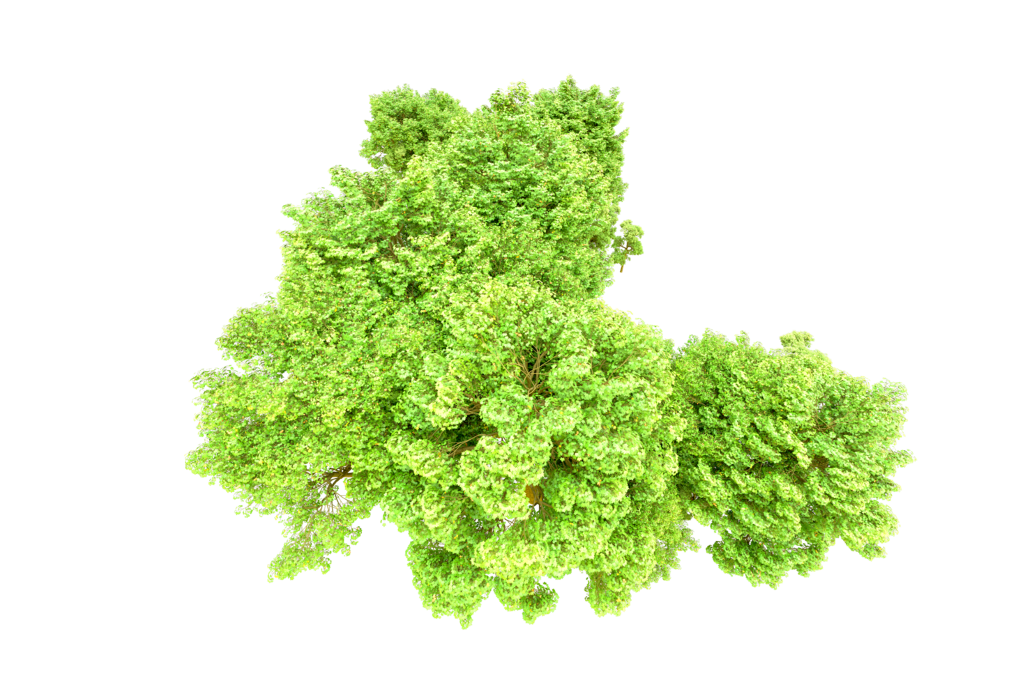 Green forest isolated on background. 3d rendering - illustration png