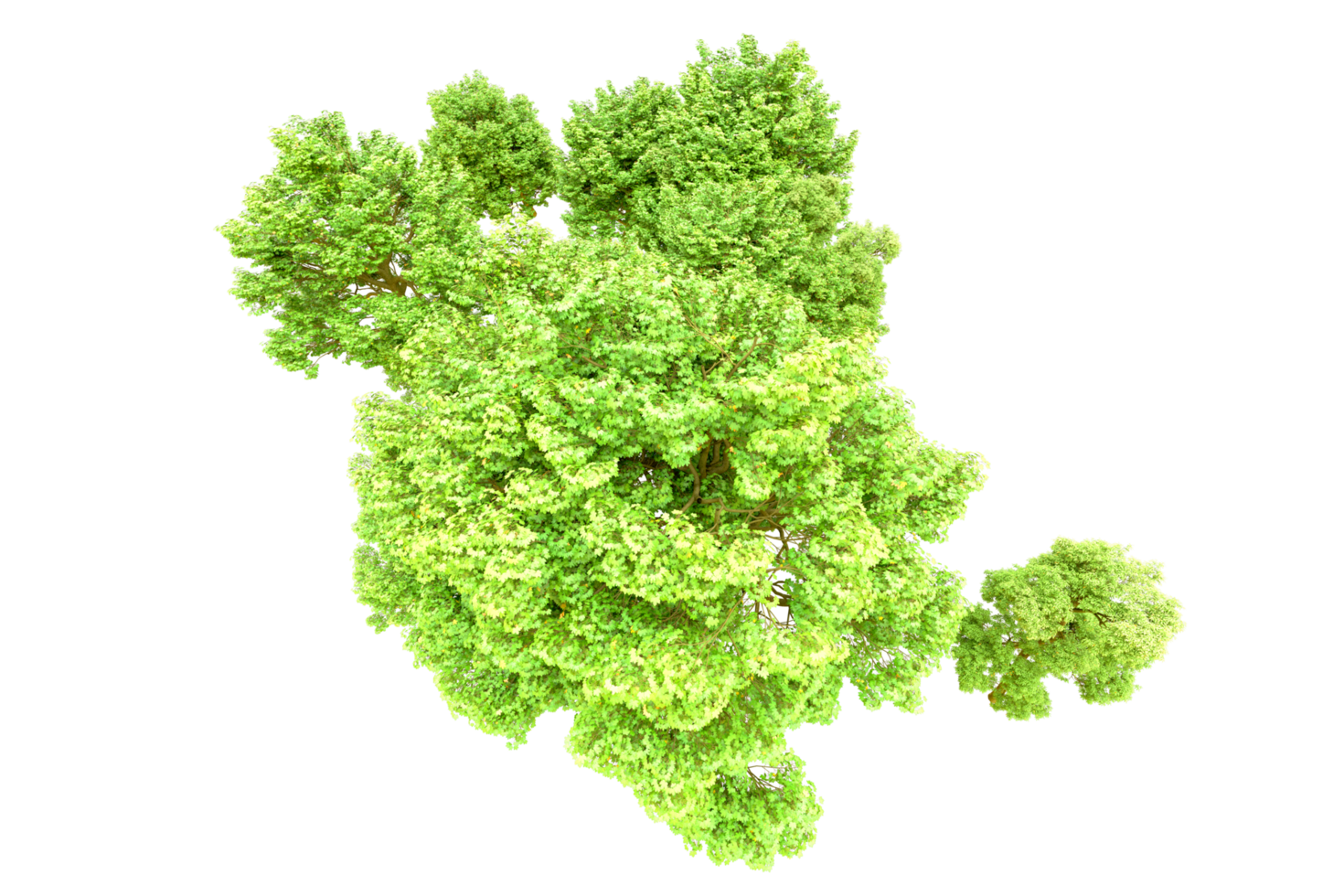 Green forest isolated on background. 3d rendering - illustration png
