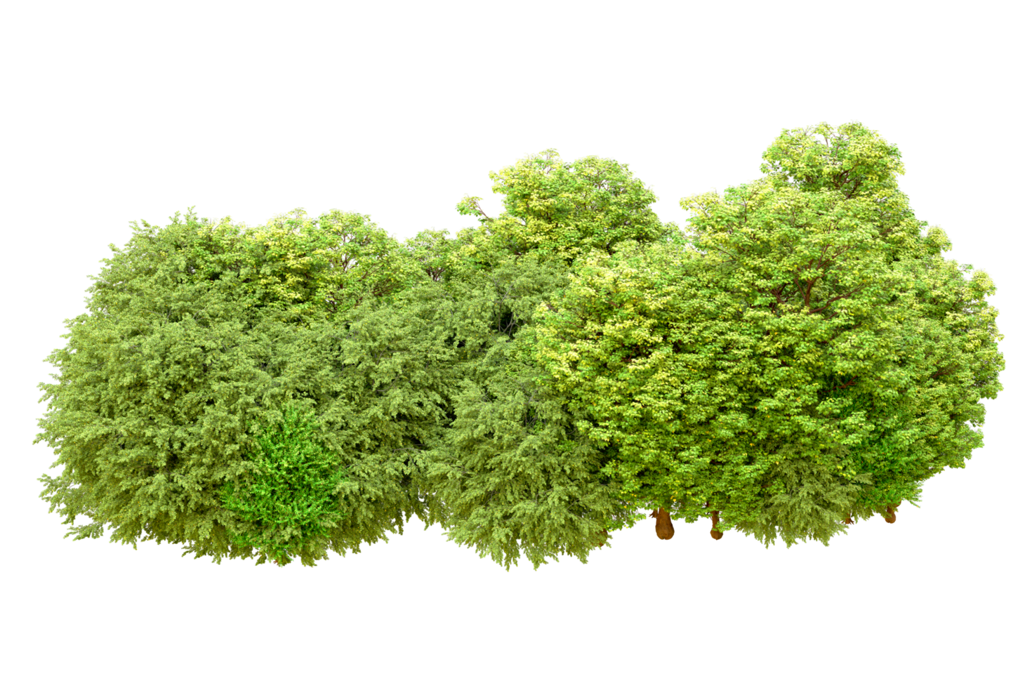 Green forest isolated on background. 3d rendering - illustration png