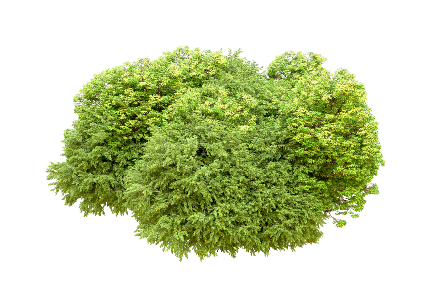 Green forest isolated on background. 3d rendering - illustration png