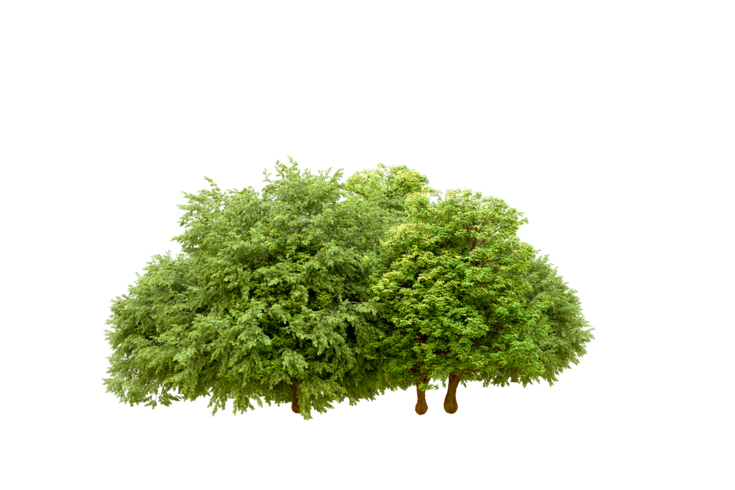 Green forest isolated on background. 3d rendering - illustration png