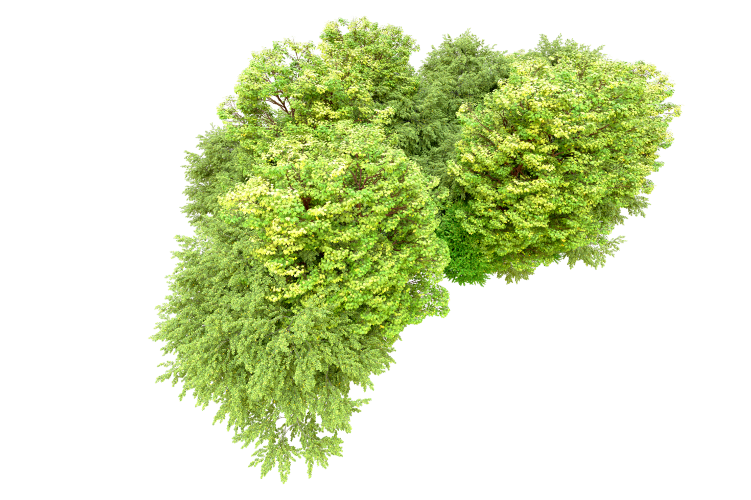 Green forest isolated on background. 3d rendering - illustration png