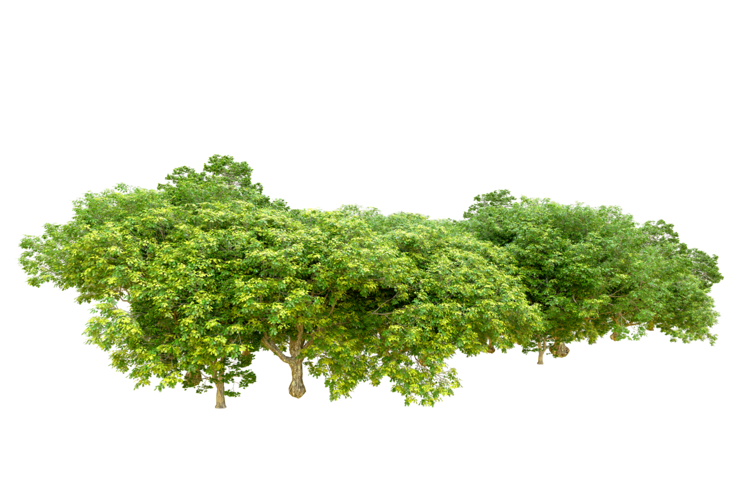 Green forest isolated on background. 3d rendering - illustration png