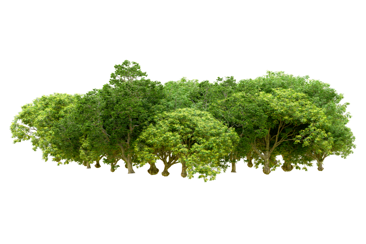 Green forest isolated on background. 3d rendering - illustration png