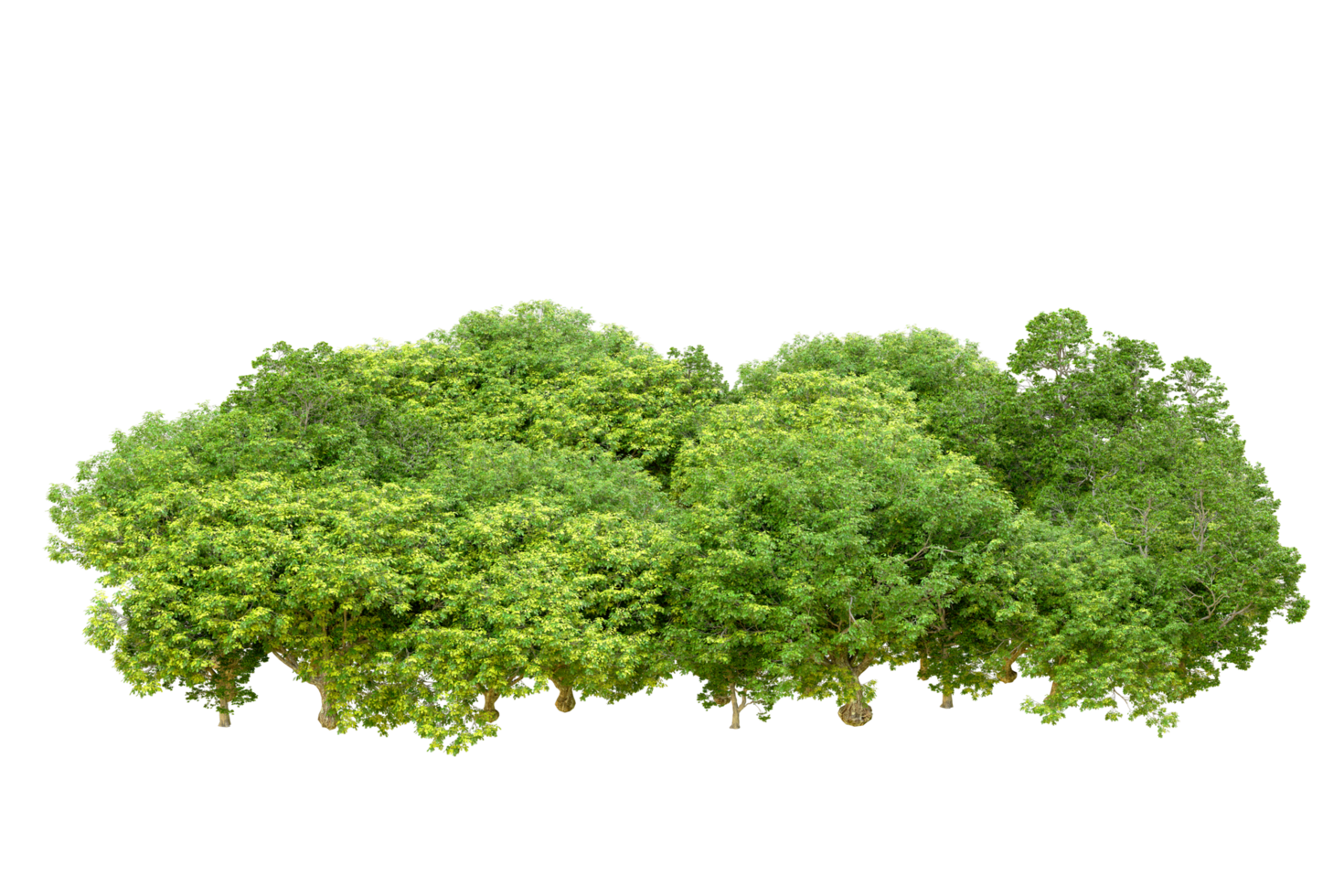 Green forest isolated on background. 3d rendering - illustration png