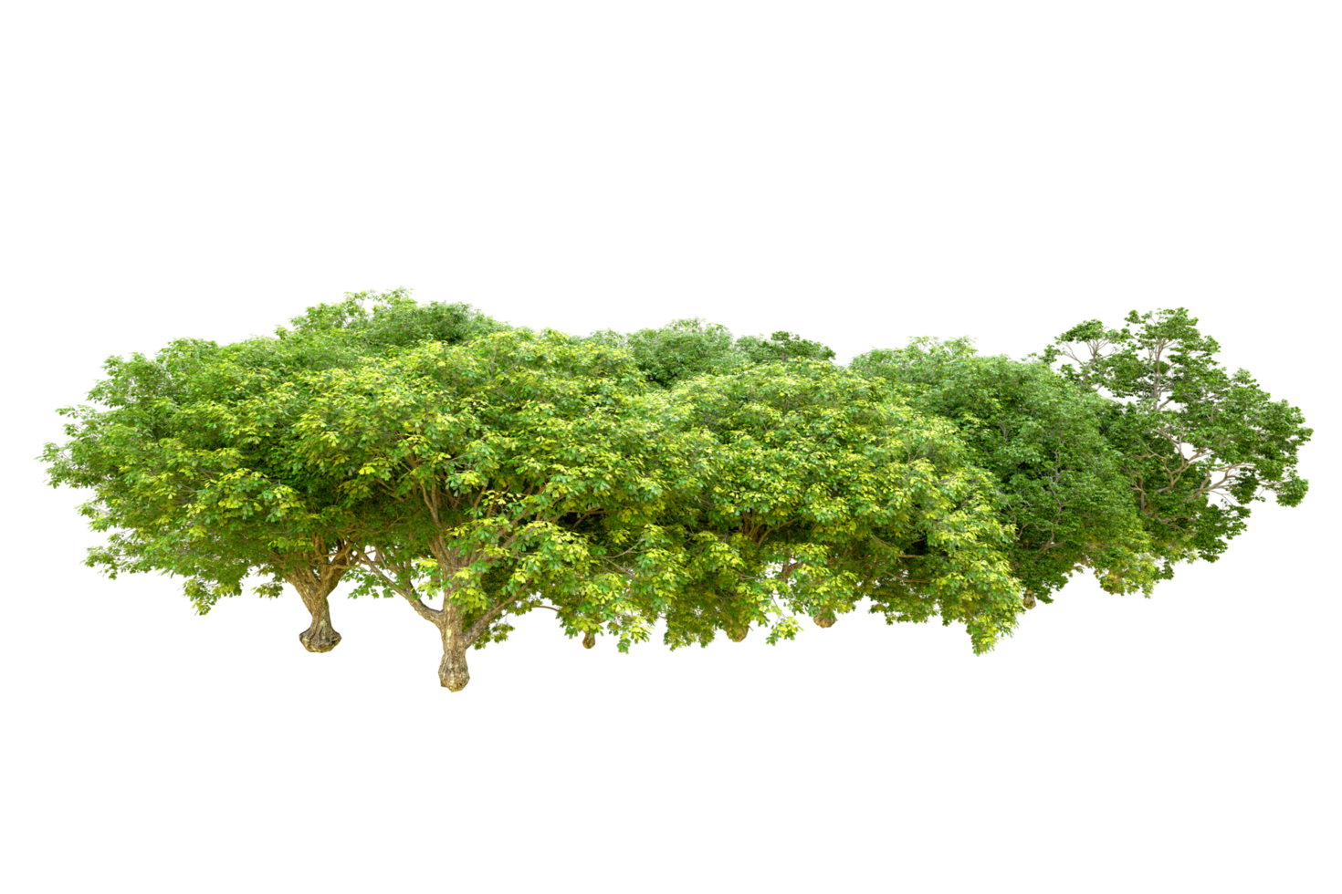 Green forest isolated on background. 3d rendering - illustration png