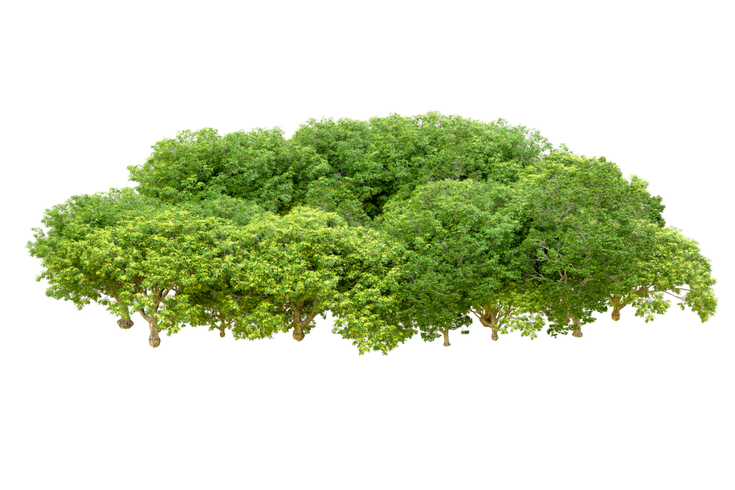 Green forest isolated on background. 3d rendering - illustration png