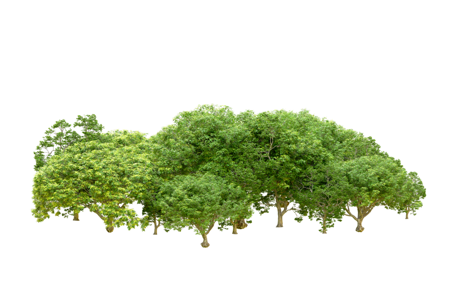 Green forest isolated on background. 3d rendering - illustration png