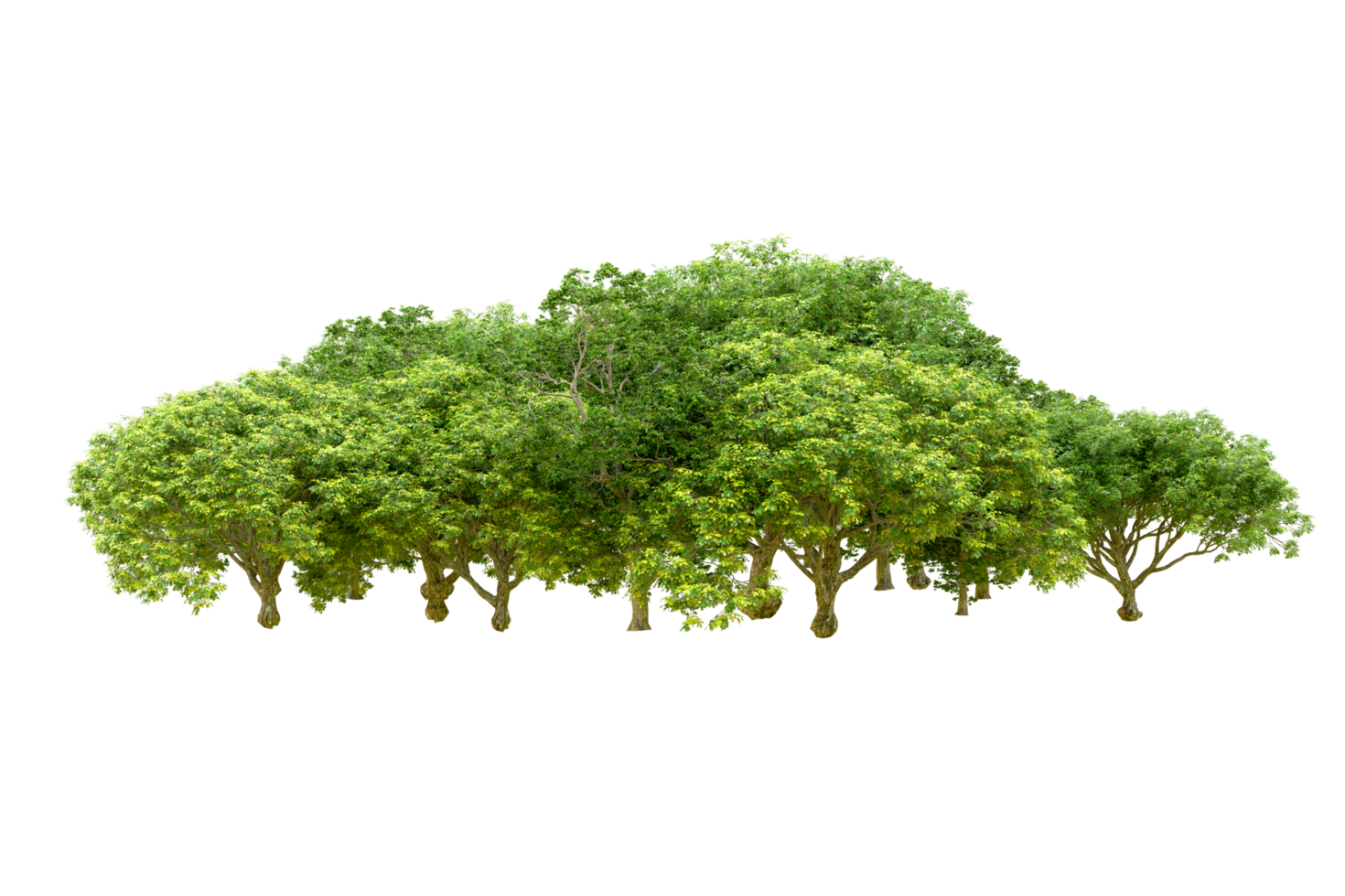 Green forest isolated on background. 3d rendering - illustration png