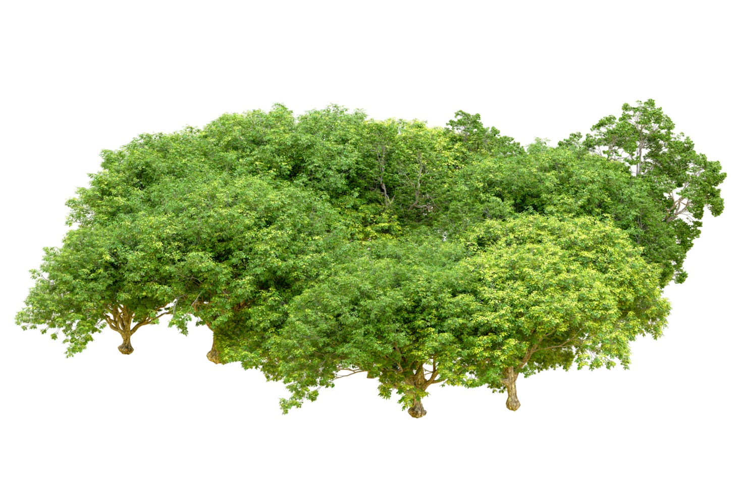 Green forest isolated on background. 3d rendering - illustration png