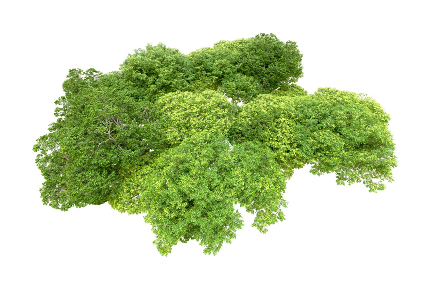 Green forest isolated on background. 3d rendering - illustration png