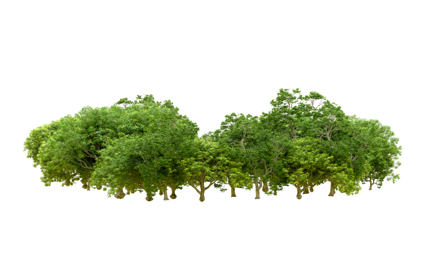 Green forest isolated on background. 3d rendering - illustration png