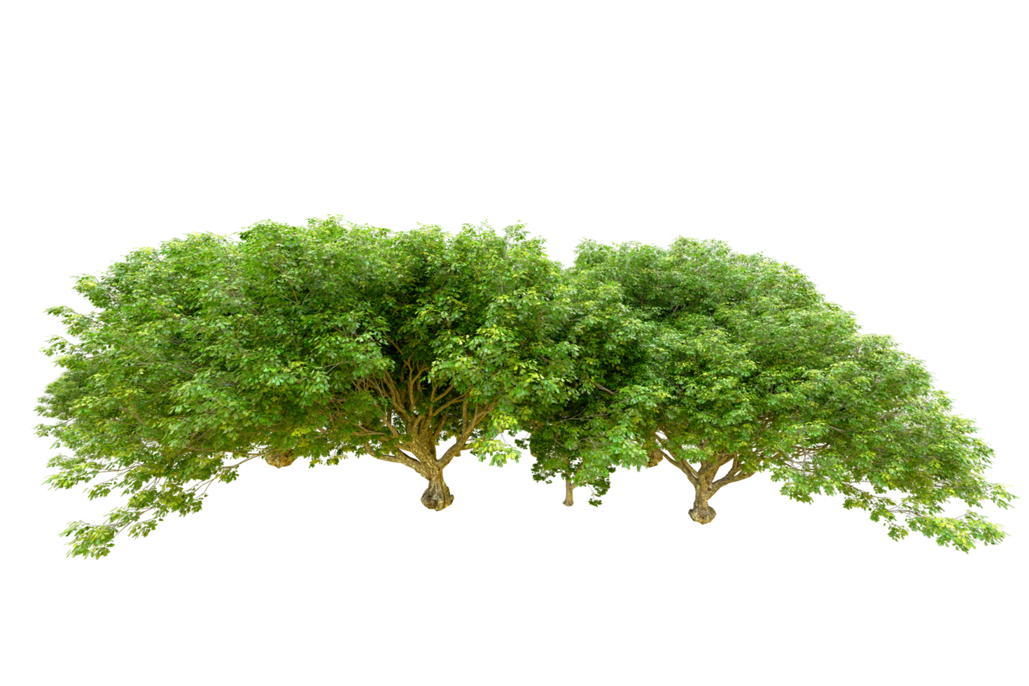 Green forest isolated on background. 3d rendering - illustration png