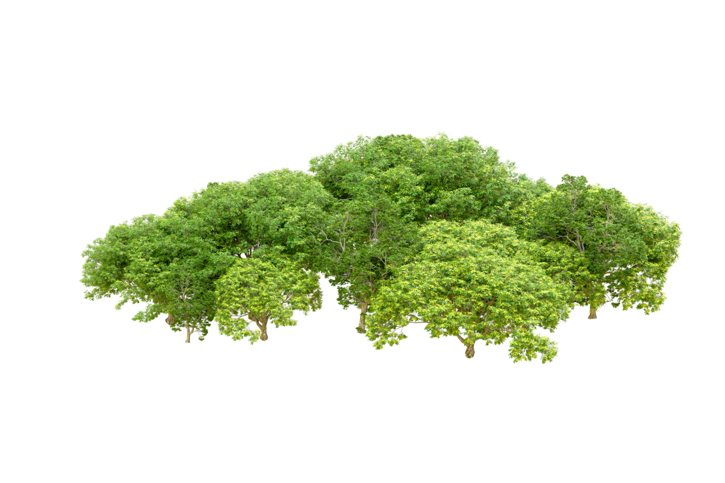 Green forest isolated on background. 3d rendering - illustration png
