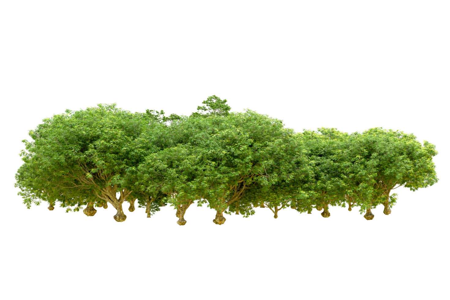 Green forest isolated on background. 3d rendering - illustration png