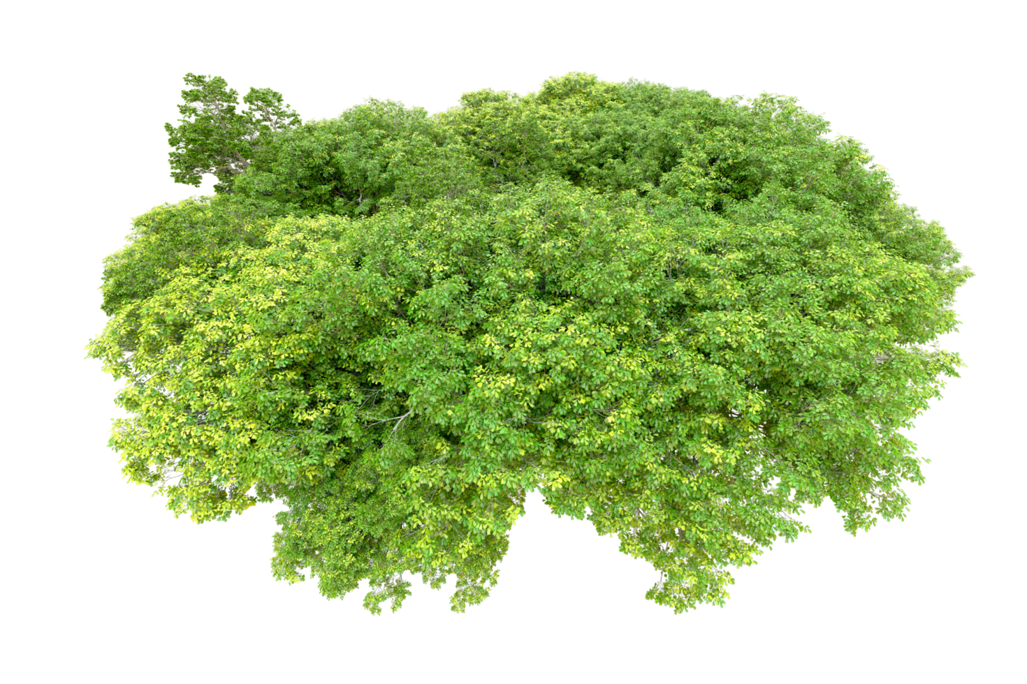 Green forest isolated on background. 3d rendering - illustration png