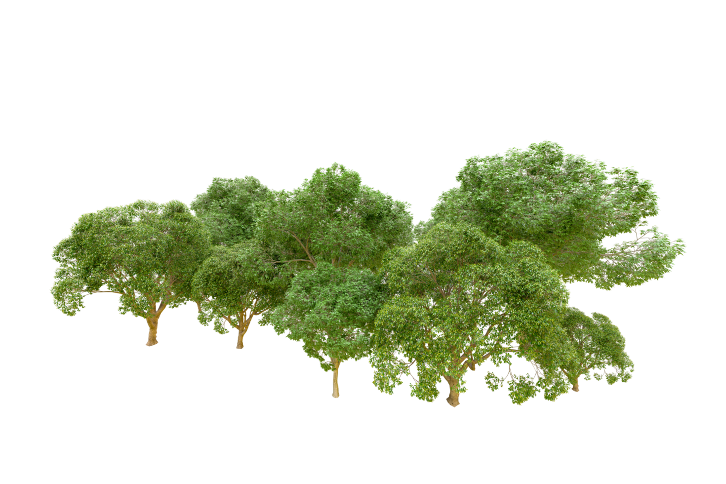 Green forest isolated on background. 3d rendering - illustration png