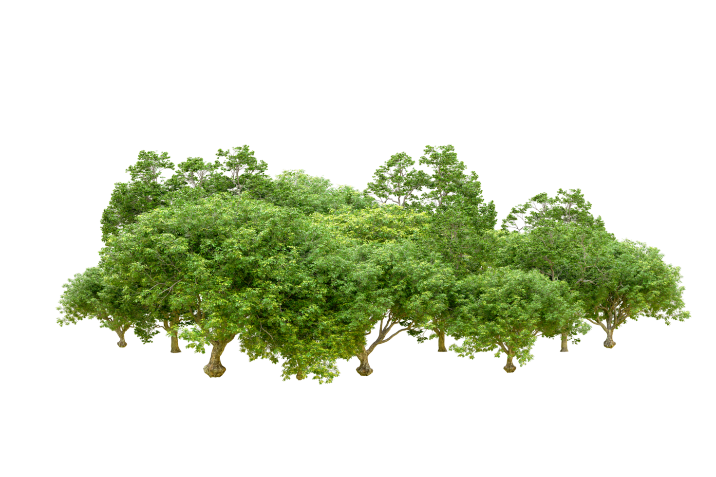 Green forest isolated on background. 3d rendering - illustration png