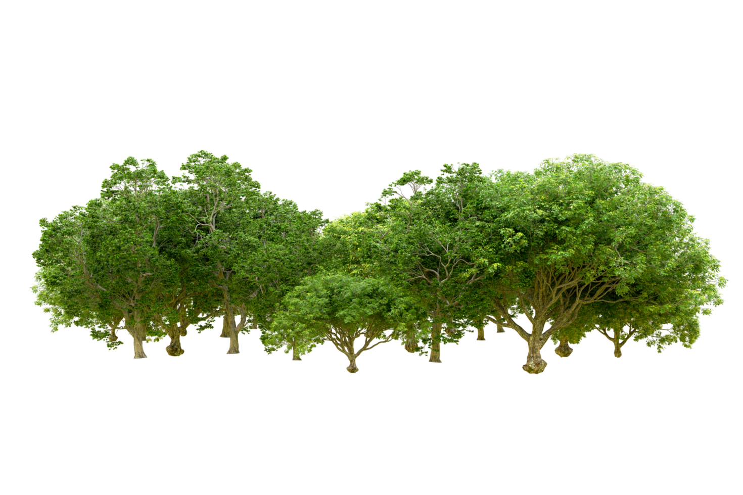 Green forest isolated on background. 3d rendering - illustration png