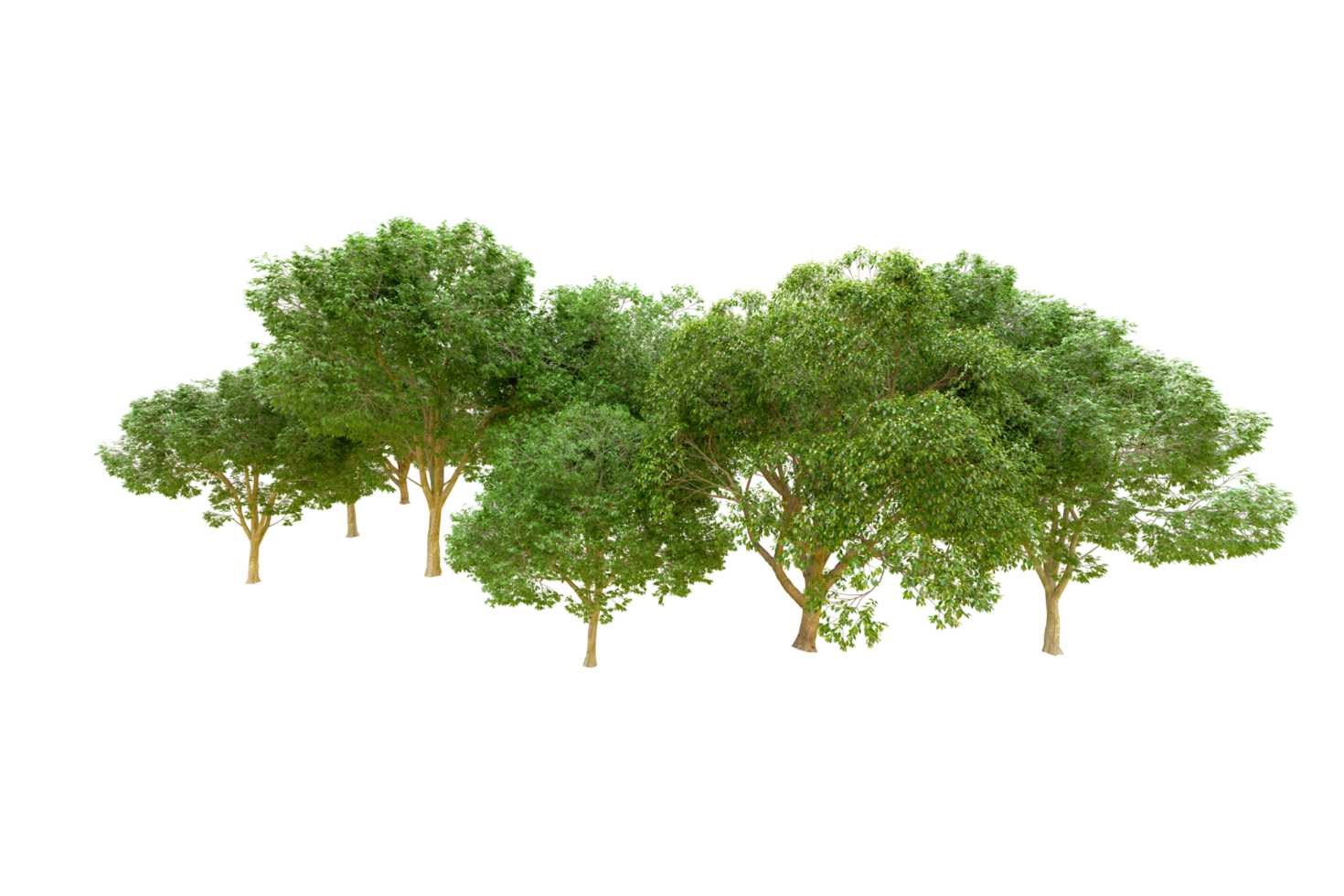 Green forest isolated on background. 3d rendering - illustration png