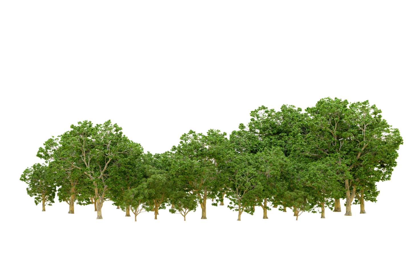 Green forest isolated on background. 3d rendering - illustration png