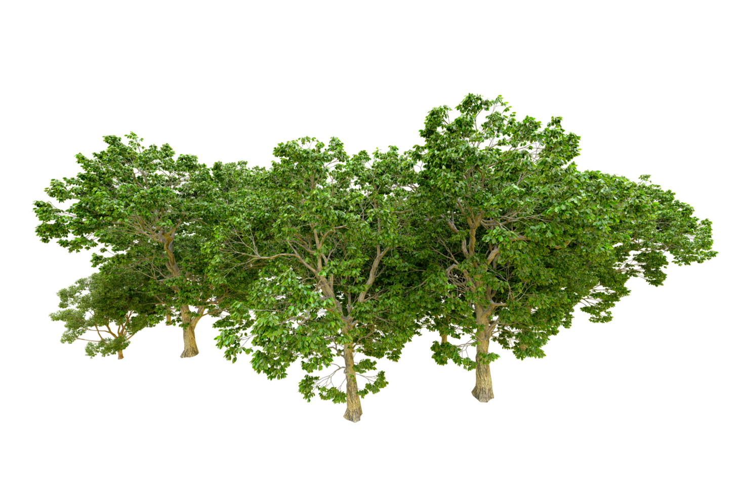 Green forest isolated on background. 3d rendering - illustration png