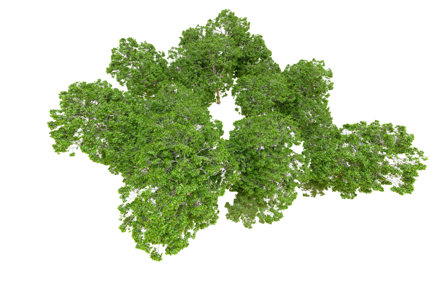 Green forest isolated on background. 3d rendering - illustration png