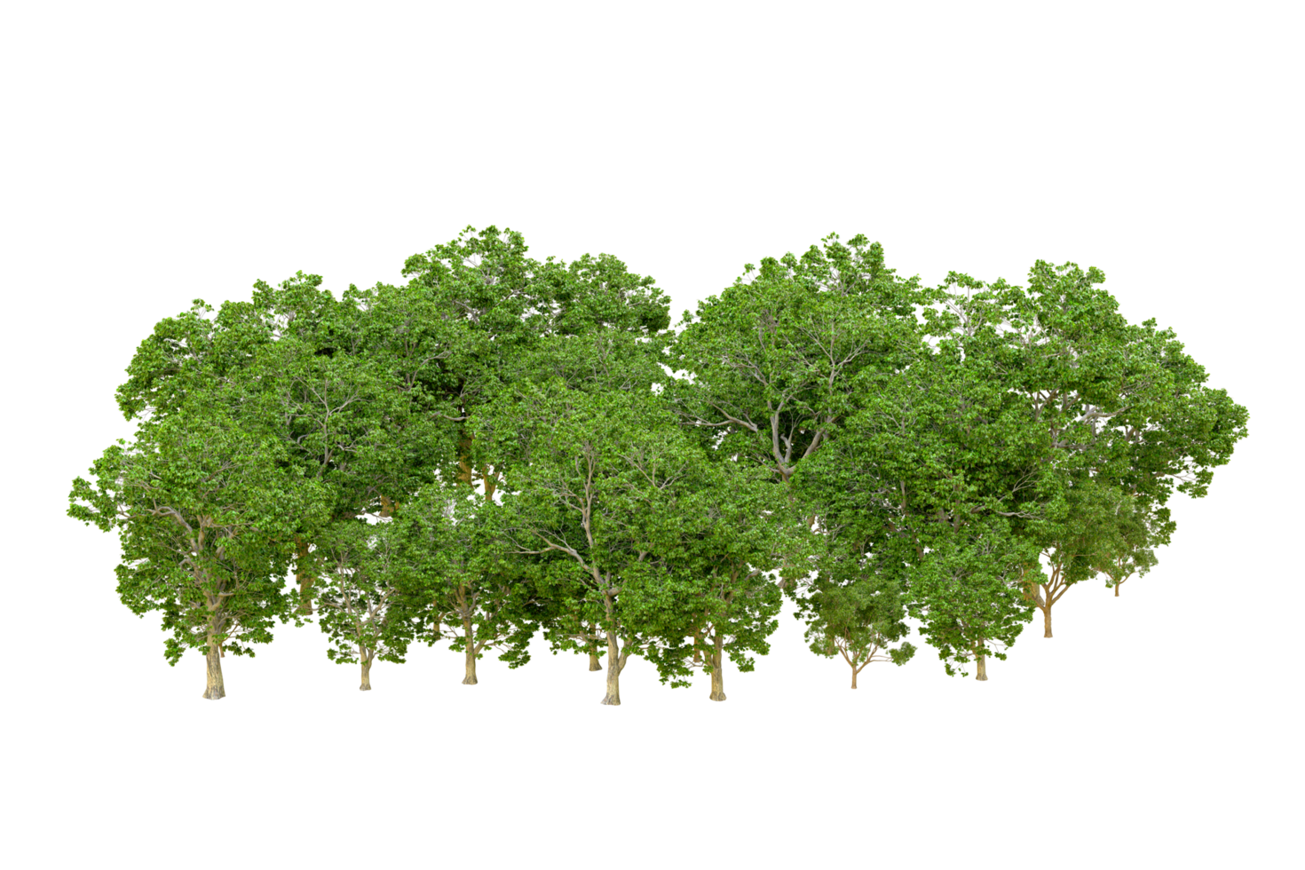 Green forest isolated on background. 3d rendering - illustration png