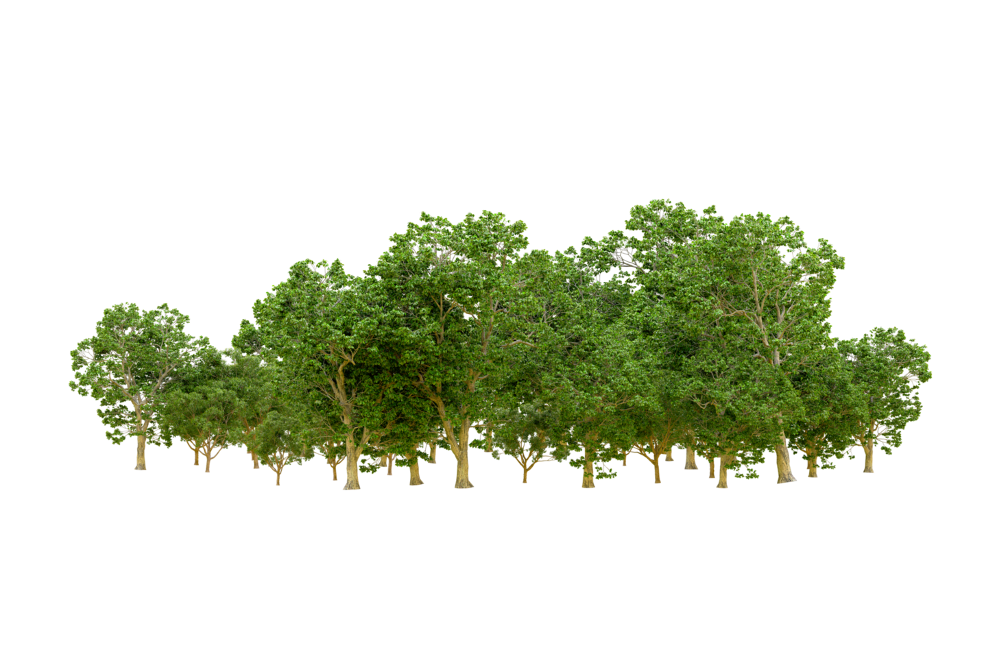 Green forest isolated on background. 3d rendering - illustration png