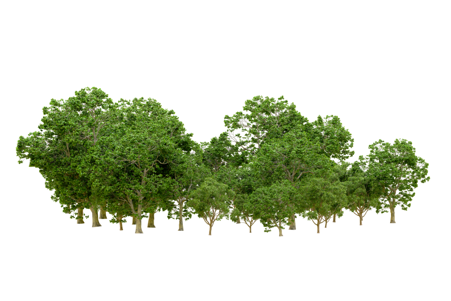 Green forest isolated on background. 3d rendering - illustration png