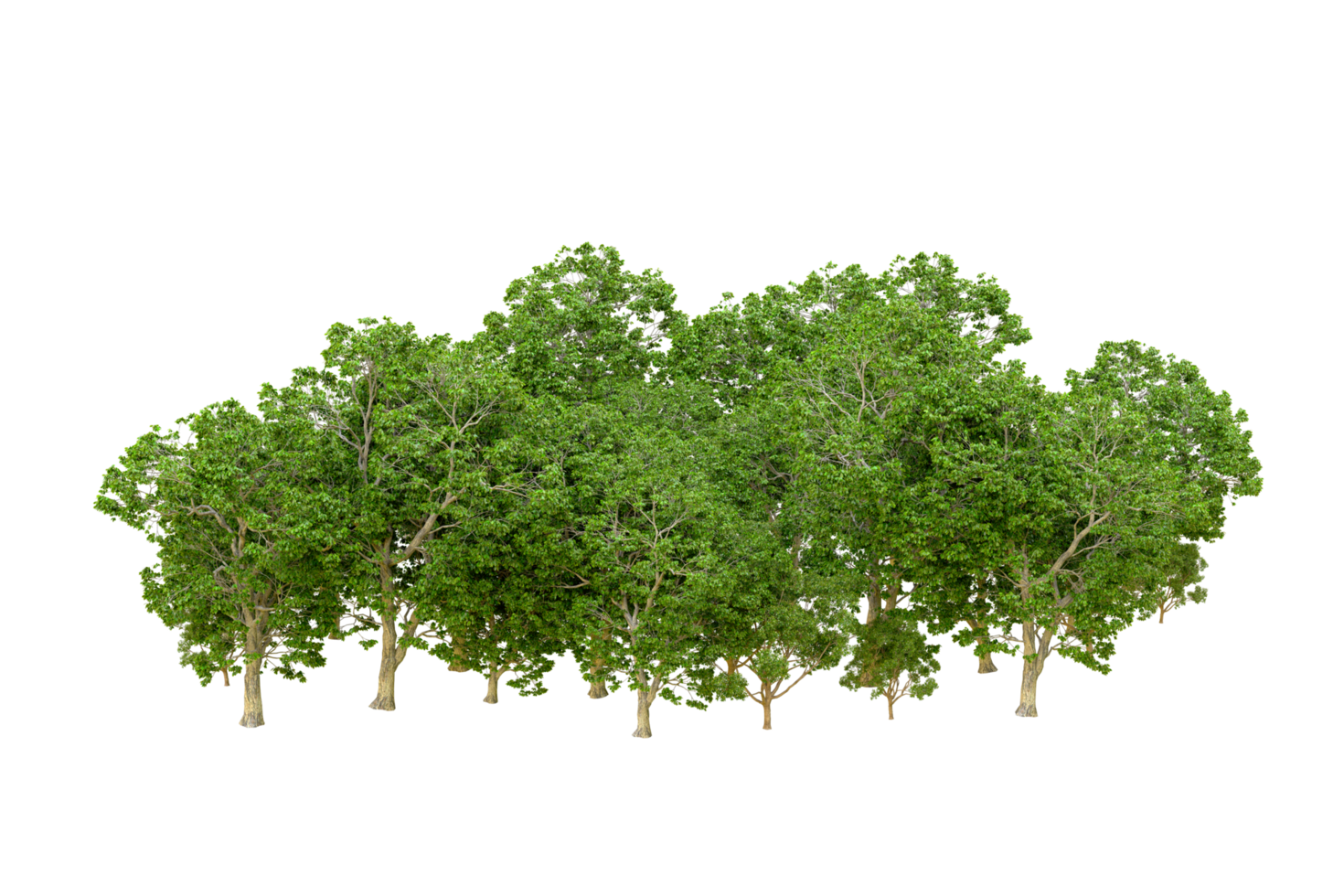 Green forest isolated on background. 3d rendering - illustration png