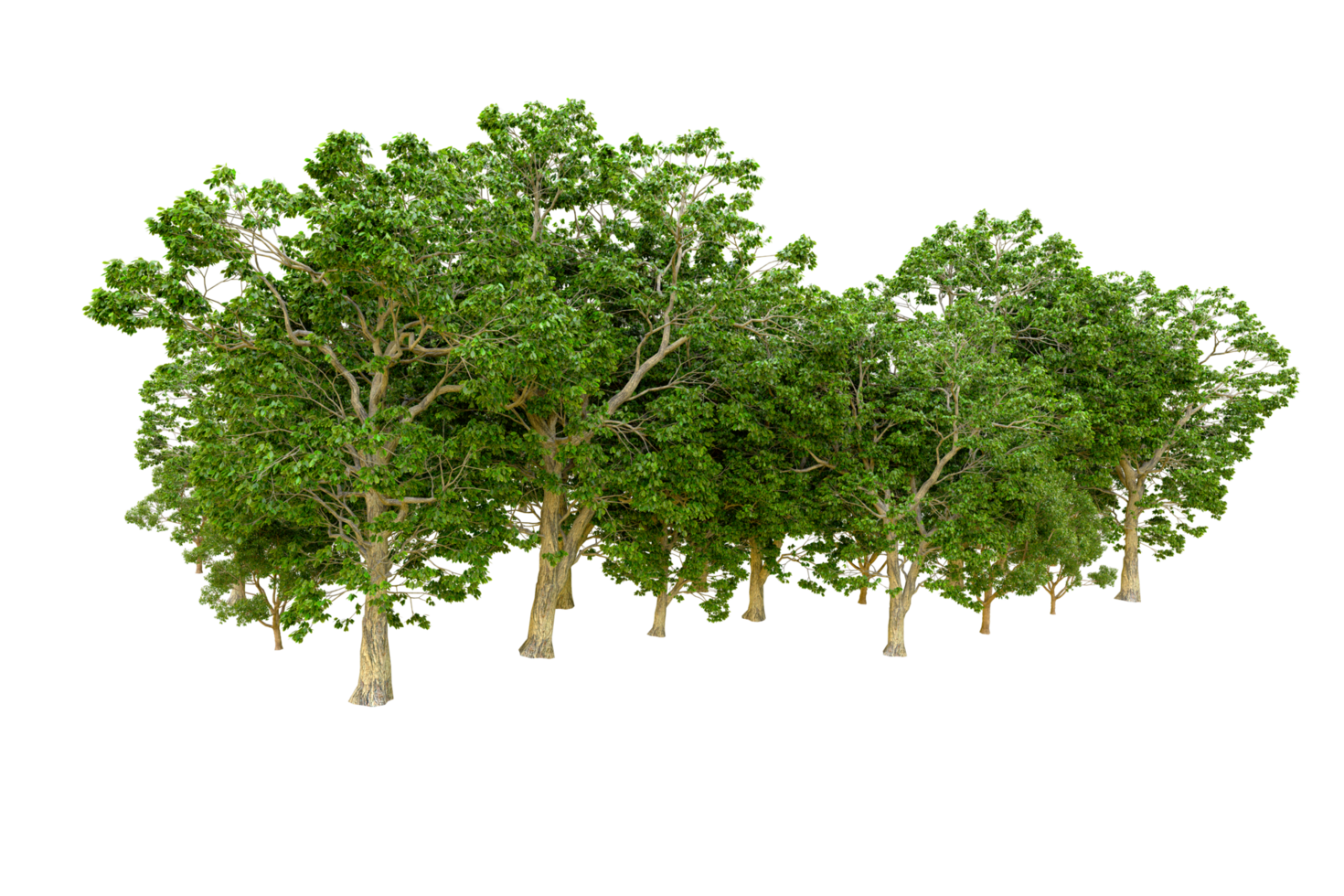 Green forest isolated on background. 3d rendering - illustration png