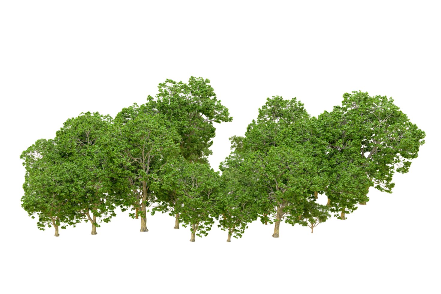 Green forest isolated on background. 3d rendering - illustration png