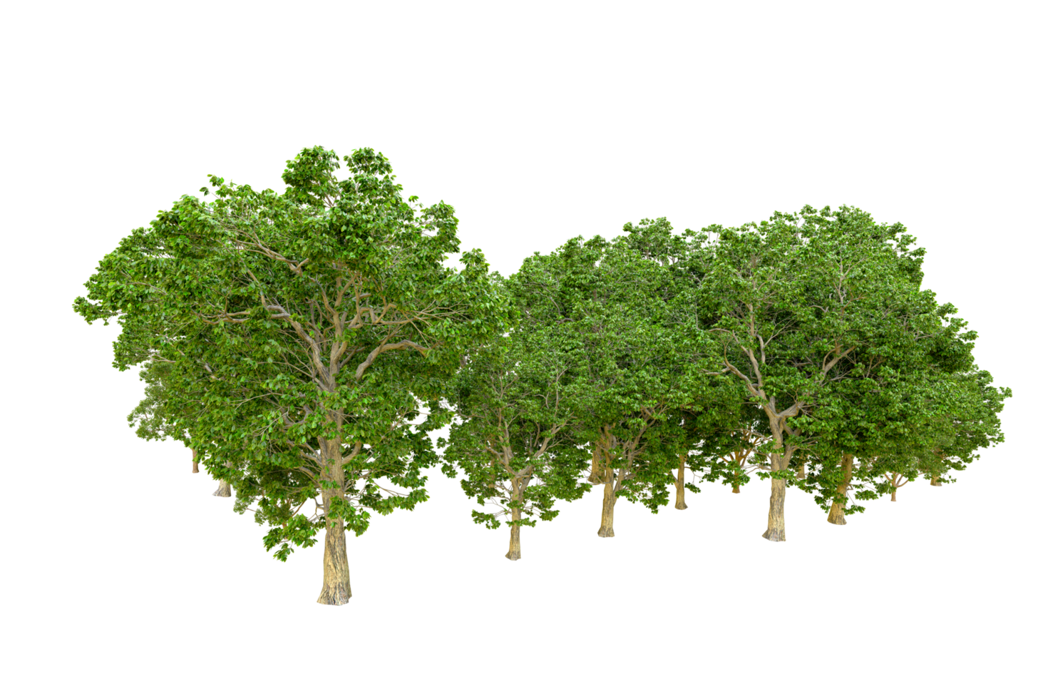 Green forest isolated on background. 3d rendering - illustration png