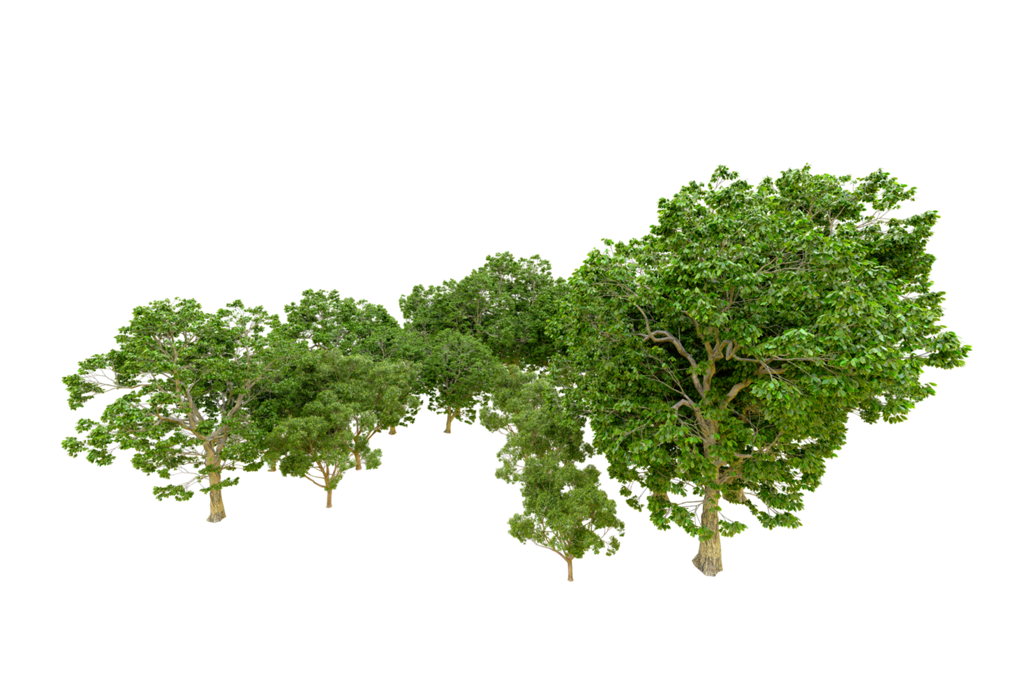 Green forest isolated on background. 3d rendering - illustration png