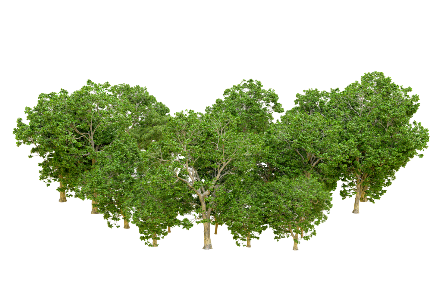 Green forest isolated on background. 3d rendering - illustration png