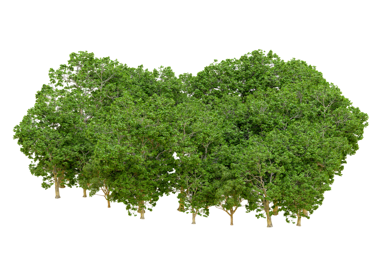 Green forest isolated on background. 3d rendering - illustration png