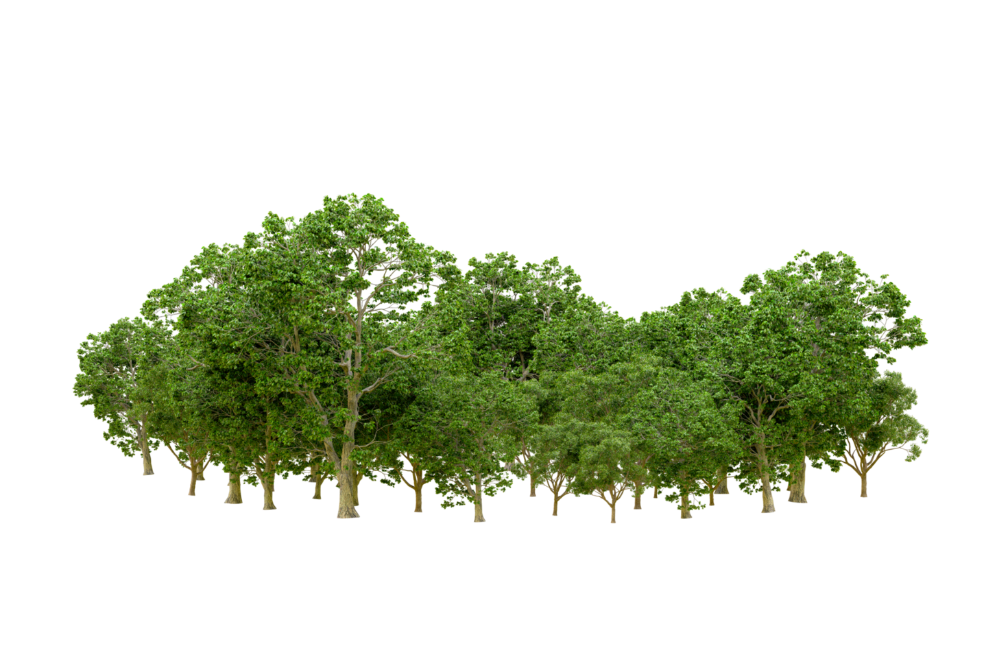Green forest isolated on background. 3d rendering - illustration png