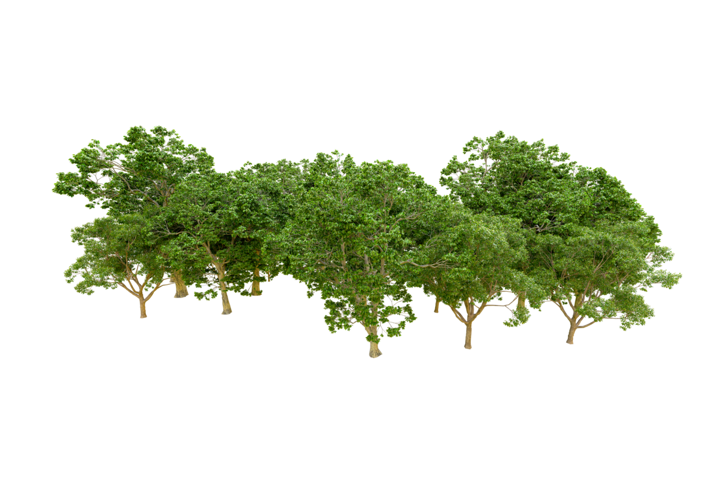 Green forest isolated on background. 3d rendering - illustration png