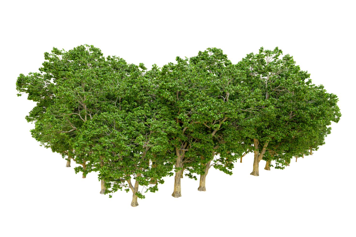 Green forest isolated on background. 3d rendering - illustration png