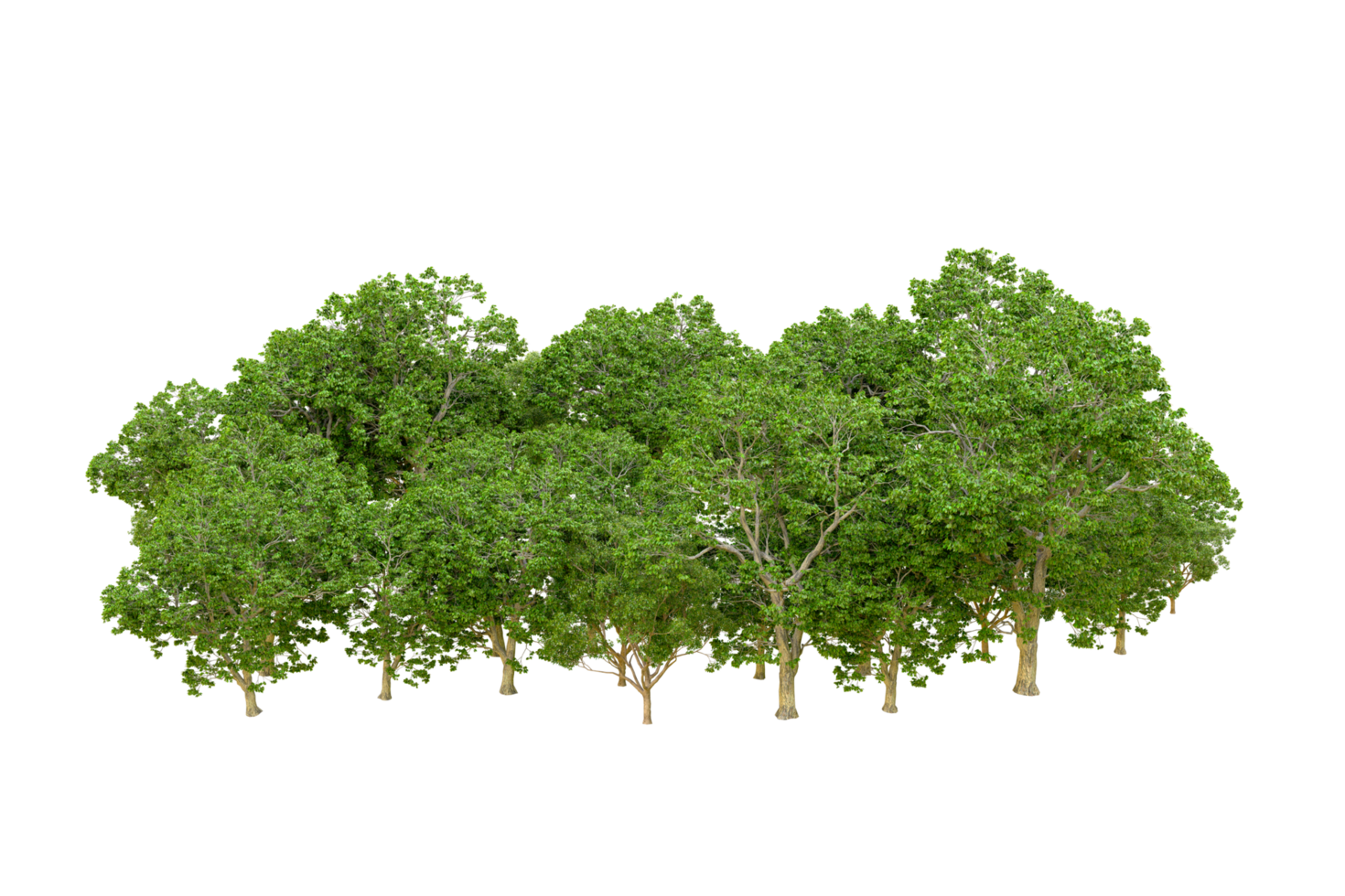 Green forest isolated on background. 3d rendering - illustration png