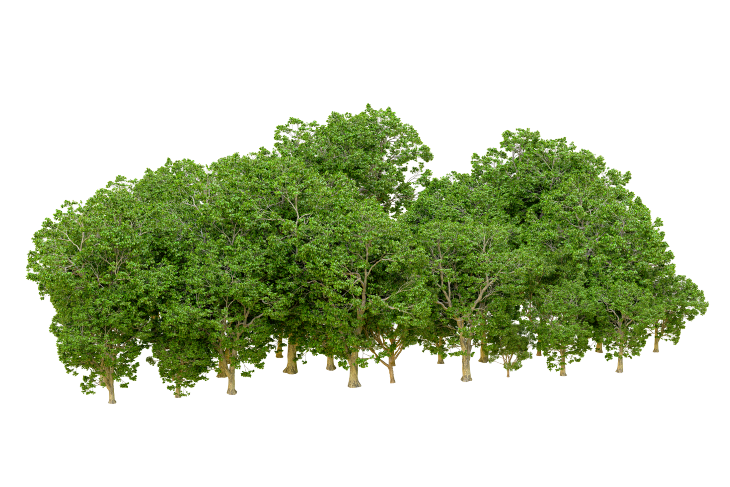 Green forest isolated on background. 3d rendering - illustration png