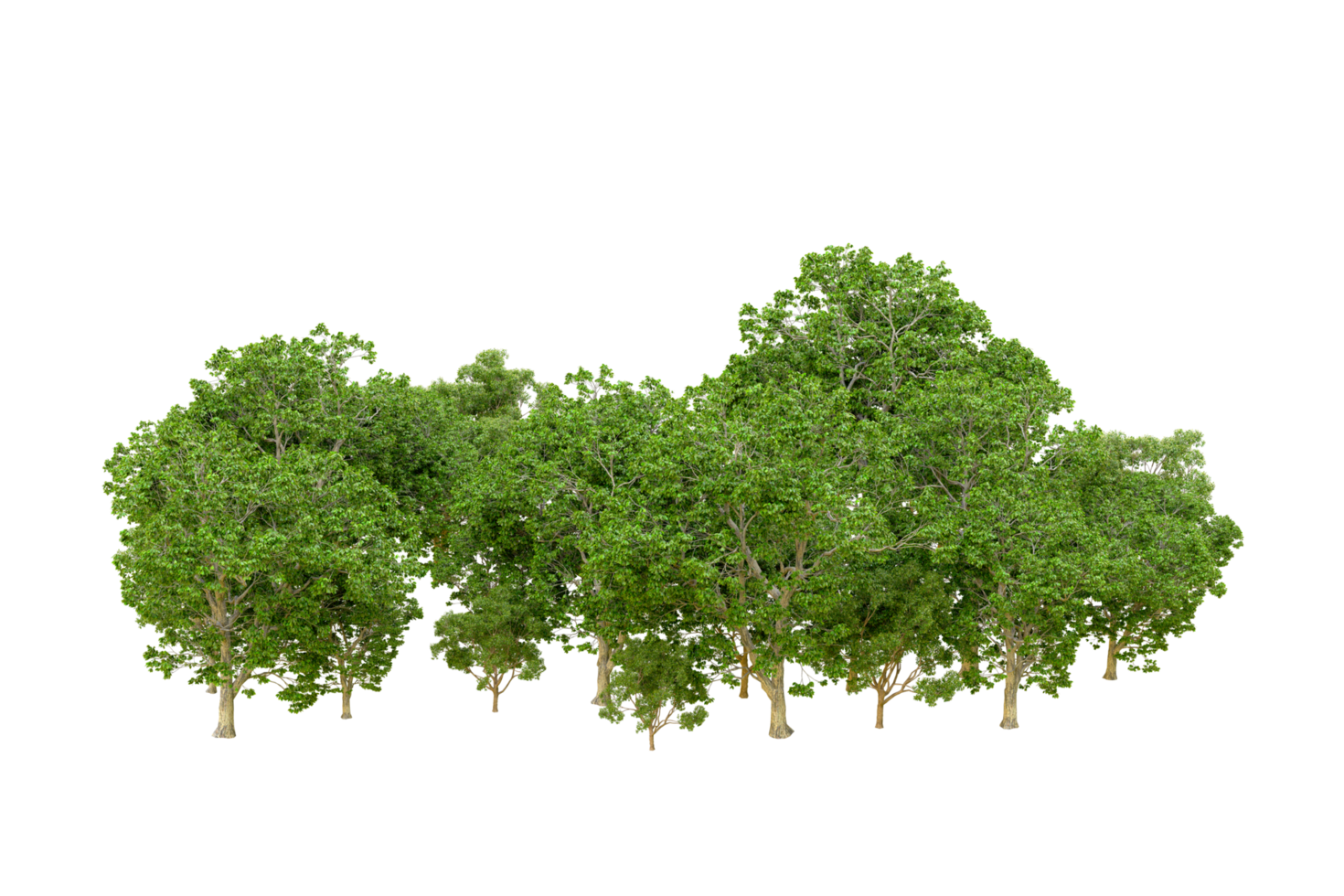 Green forest isolated on background. 3d rendering - illustration png