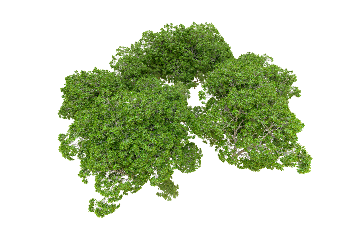 Green forest isolated on background. 3d rendering - illustration png