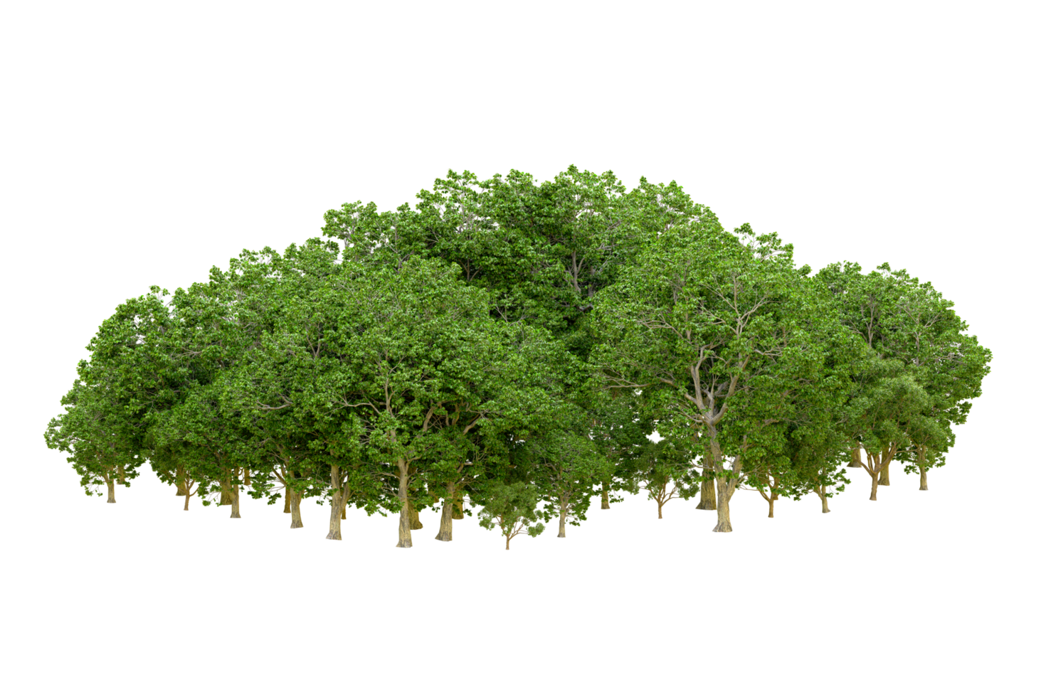 Green forest isolated on background. 3d rendering - illustration png