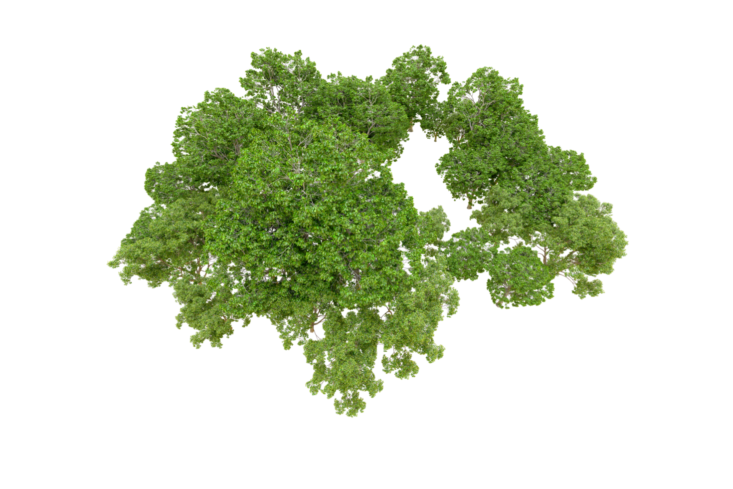 Green forest isolated on background. 3d rendering - illustration png